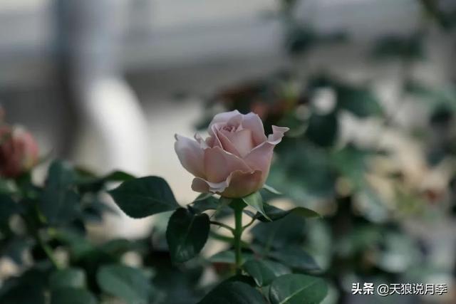 最值得收藏的15种月季花（最美人间四月天）(46)