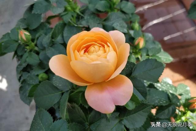 最值得收藏的15种月季花（最美人间四月天）(18)