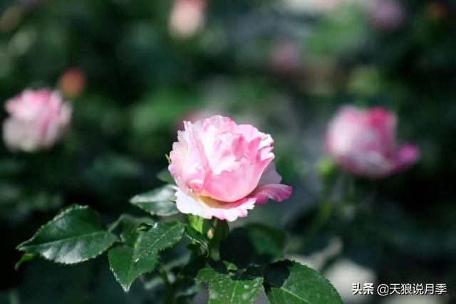 最值得收藏的15种月季花（最美人间四月天）(29)