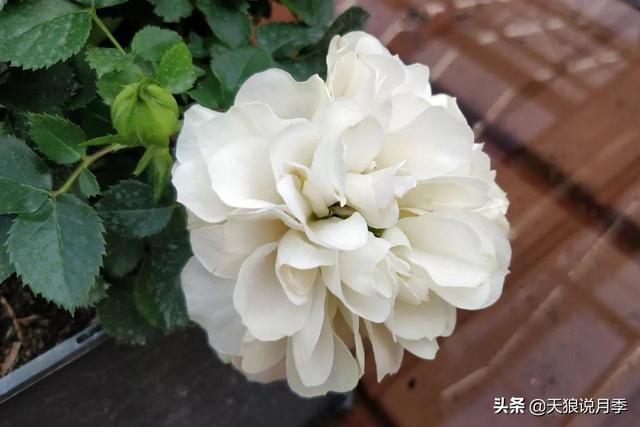 最值得收藏的15种月季花（最美人间四月天）(22)