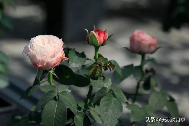 最值得收藏的15种月季花（最美人间四月天）(42)