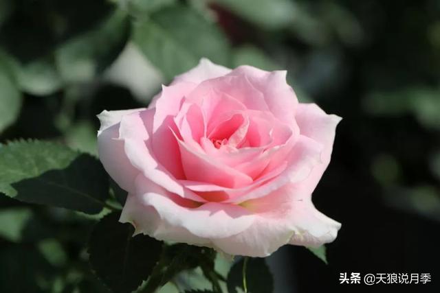最值得收藏的15种月季花（最美人间四月天）(5)