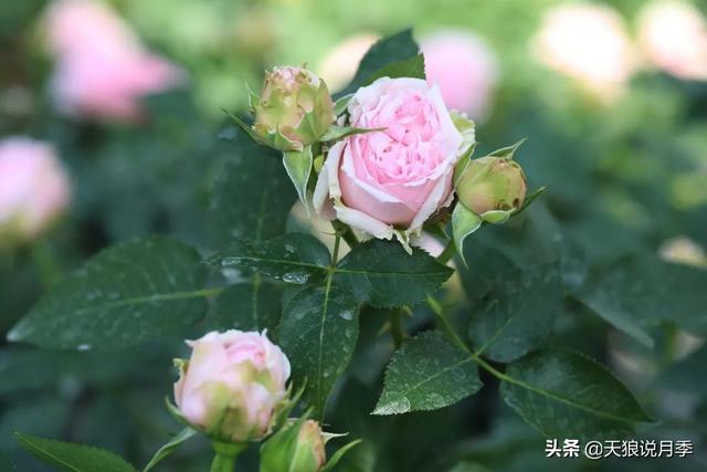 最值得收藏的15种月季花（最美人间四月天）(23)