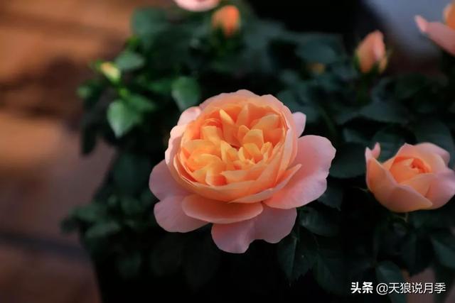 最值得收藏的15种月季花（最美人间四月天）(20)