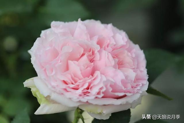 最值得收藏的15种月季花（最美人间四月天）(24)