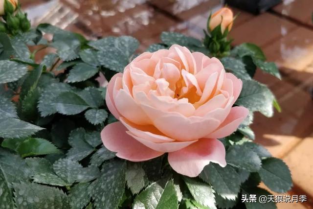 最值得收藏的15种月季花（最美人间四月天）(21)