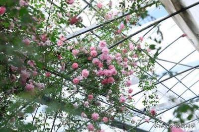 ​最值得收藏的15种月季花（最美人间四月天）