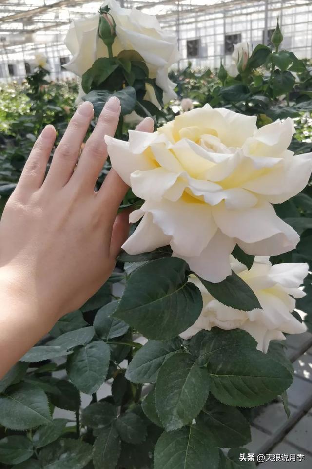 最值得收藏的15种月季花（最美人间四月天）(15)