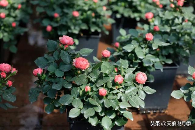最值得收藏的15种月季花（最美人间四月天）(26)