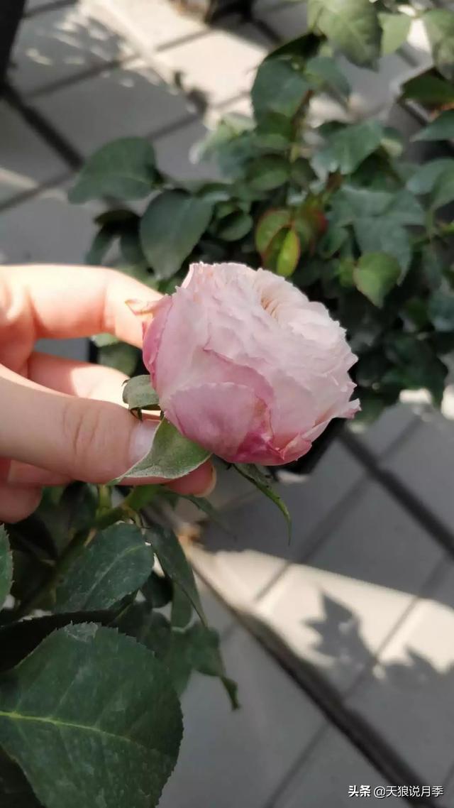最值得收藏的15种月季花（最美人间四月天）(40)
