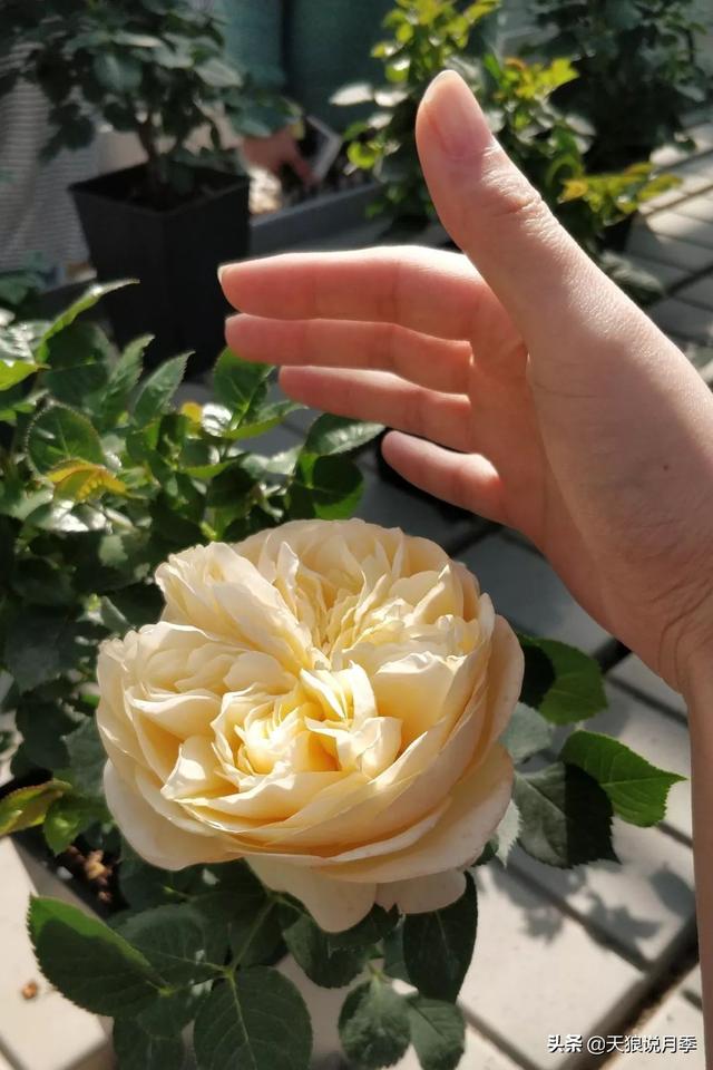 最值得收藏的15种月季花（最美人间四月天）(36)