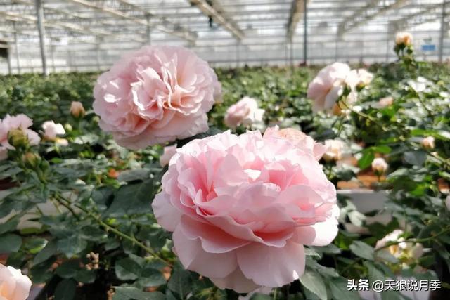 最值得收藏的15种月季花（最美人间四月天）(31)