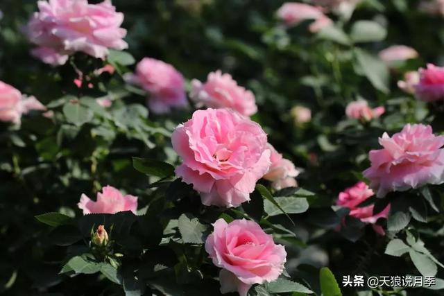 最值得收藏的15种月季花（最美人间四月天）(7)