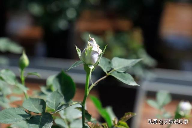 最值得收藏的15种月季花（最美人间四月天）(48)