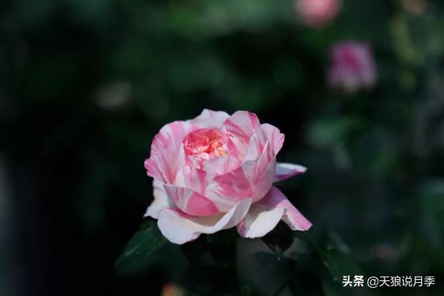 最值得收藏的15种月季花（最美人间四月天）(30)
