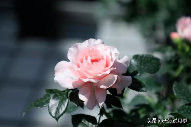 最值得收藏的15种月季花（最美人间四月天）(34)