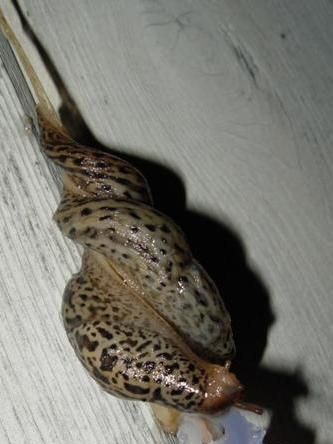 蛞蝓与蜗牛是否是同一类生物