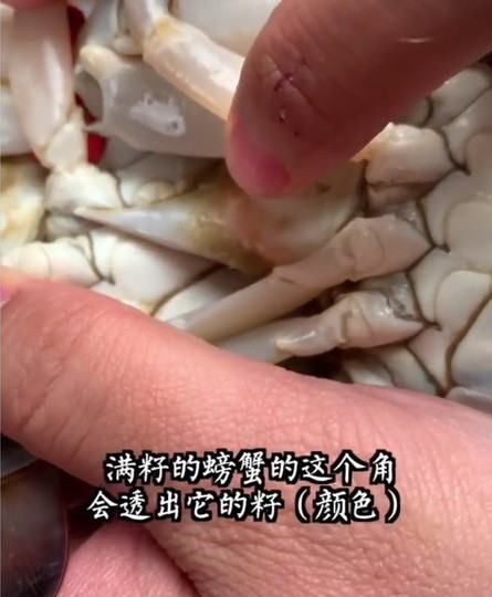 梭子蟹怎样挑选肥的,梭子蟹怎样分肥和瘦图解图6