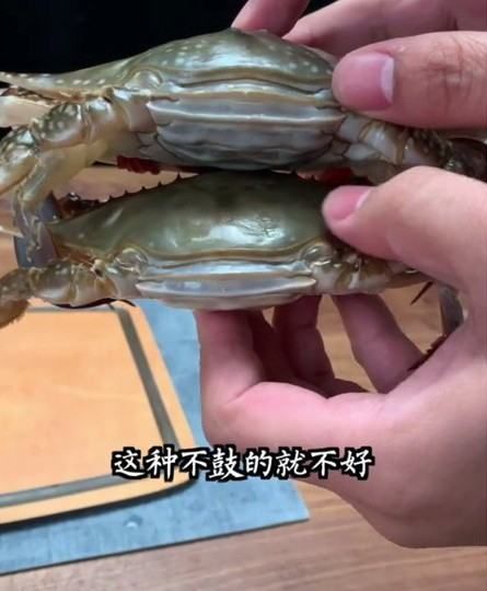 梭子蟹怎样挑选肥的,梭子蟹怎样分肥和瘦图解图3