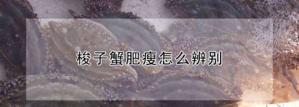 梭子蟹怎样挑选肥的,梭子蟹怎样分肥和瘦图解图14