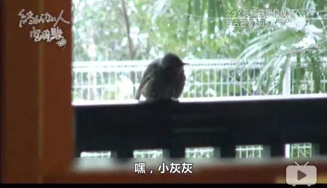 宫崎骏又要出新作品了吗（新作三年半只完成15）(8)
