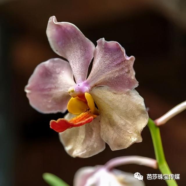 ica珠宝设计大赛（第一届凡学大赛）(13)
