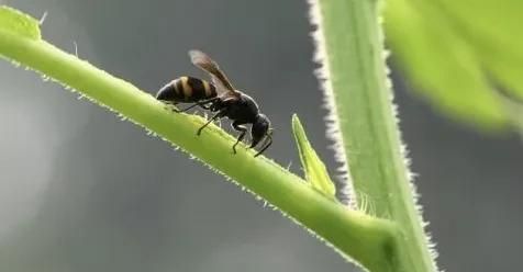 为多音字组词，《荆轲刺秦王》中“为变徵之声”的“为”读二声还是四声？图5