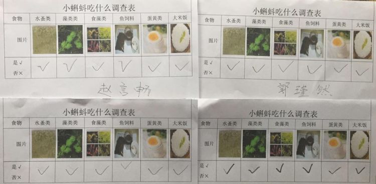 蝌蚪喜欢吃什么食物