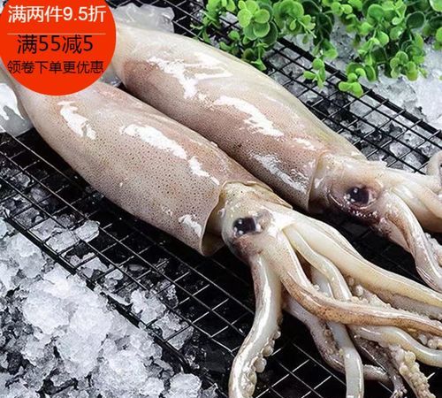 鲸鱼乌鱼鱿鱼哪种才是真正的鱼