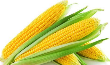 大量鲜玉米怎么保鲜,鲜玉米怎么储存好啊图4