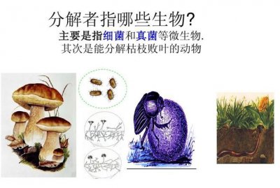 ​分解者有哪些生物,分解者的生物种类