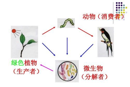 分解者主要是细菌真菌,还有一些原生动物