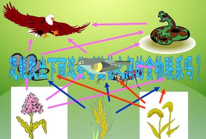 分解者有哪些生物类型