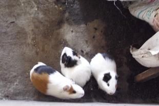 兔子和老鼠会打架吗