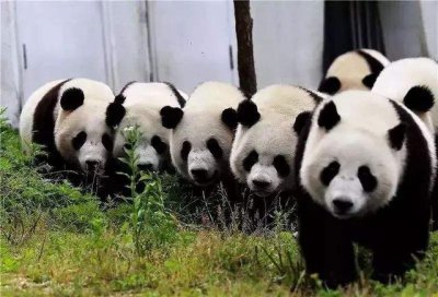 ​雅安看大熊猫攻略（雅安的碧峰峡动物的天堂）