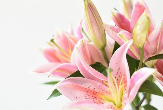 百合花的特点：百合花的主要特征