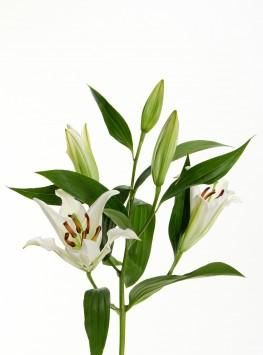 百合花的特点：百合花有什么特点