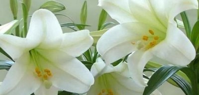 ​百合花的特点,百合花有什么特点