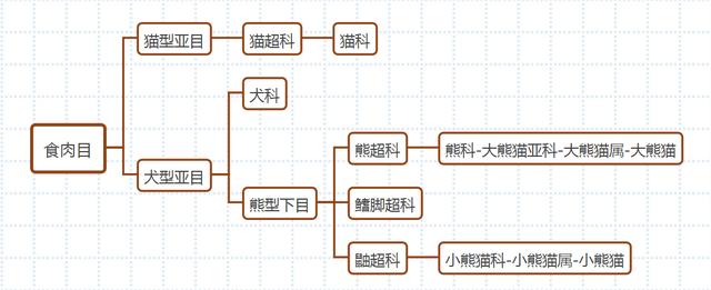 熊猫跟猫熊有什么区别（熊猫还是猫熊）(6)