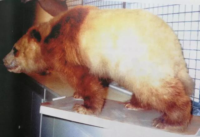 熊猫跟猫熊有什么区别（熊猫还是猫熊）(2)