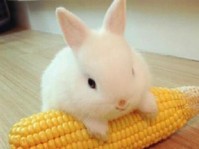 ​小兔子的外形特点和生活习性