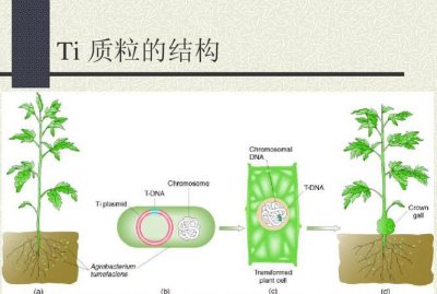 ​ti质粒，用ti质粒作为运载体的原因？