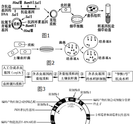 ti质粒上的tdna是什么