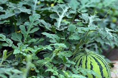 ​西瓜的种植方法和过程