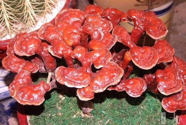 赤灵芝和紫灵芝有什么区别，赤芝和灵芝有什么区别？图4