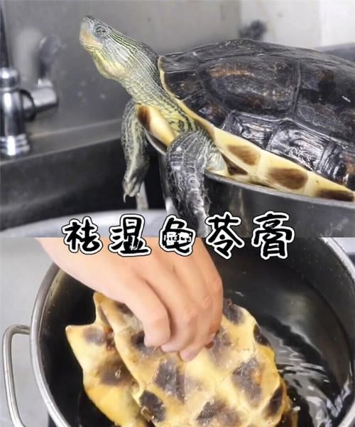 龟苓膏真的有乌龟吗：