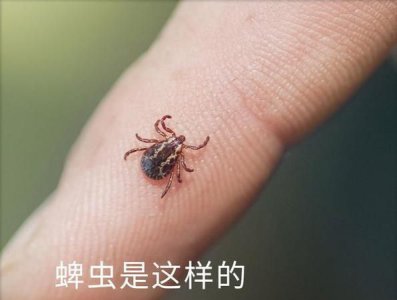 ​房间里发现了蜱虫还能住,房间里发现了蜱虫还能住吗