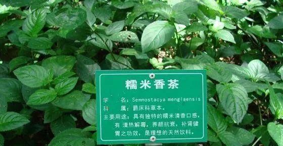 碎银子是什么茶，碎银子是什么茶？图3