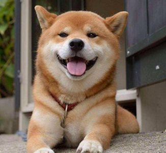 ​浅笑狗本图片恐惧之处，根源于一个陈旧的咒骂_软弱勿瞅