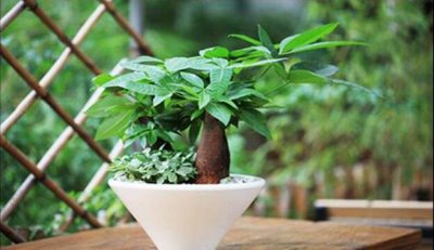 ​家里再穷也要养这3栽花，革新风水能旺宅_此后财路广进
